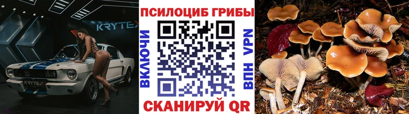 наркота  Черкесск  Псилоцибиновые грибы Psilocybe 